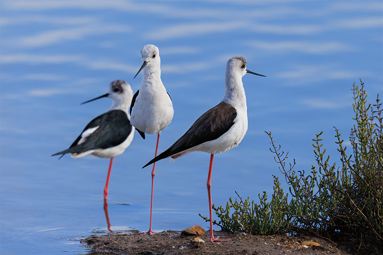  Black-winged stilt in the sun Portugal Algarve